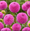 Dahlia Tuber - Franz Kafka