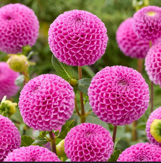 Dahlia Tuber - Franz Kafka