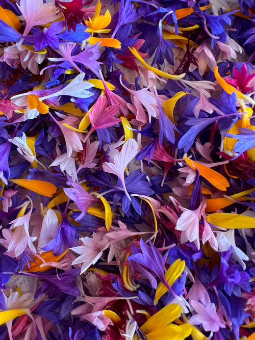 Cornflower seeds (mixed)