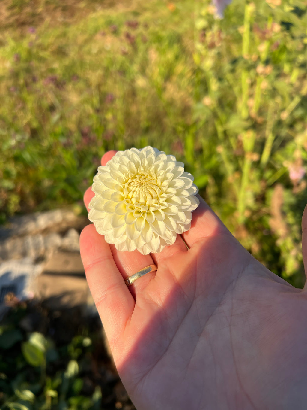 Dahlia Tuber - Petra's Wedding