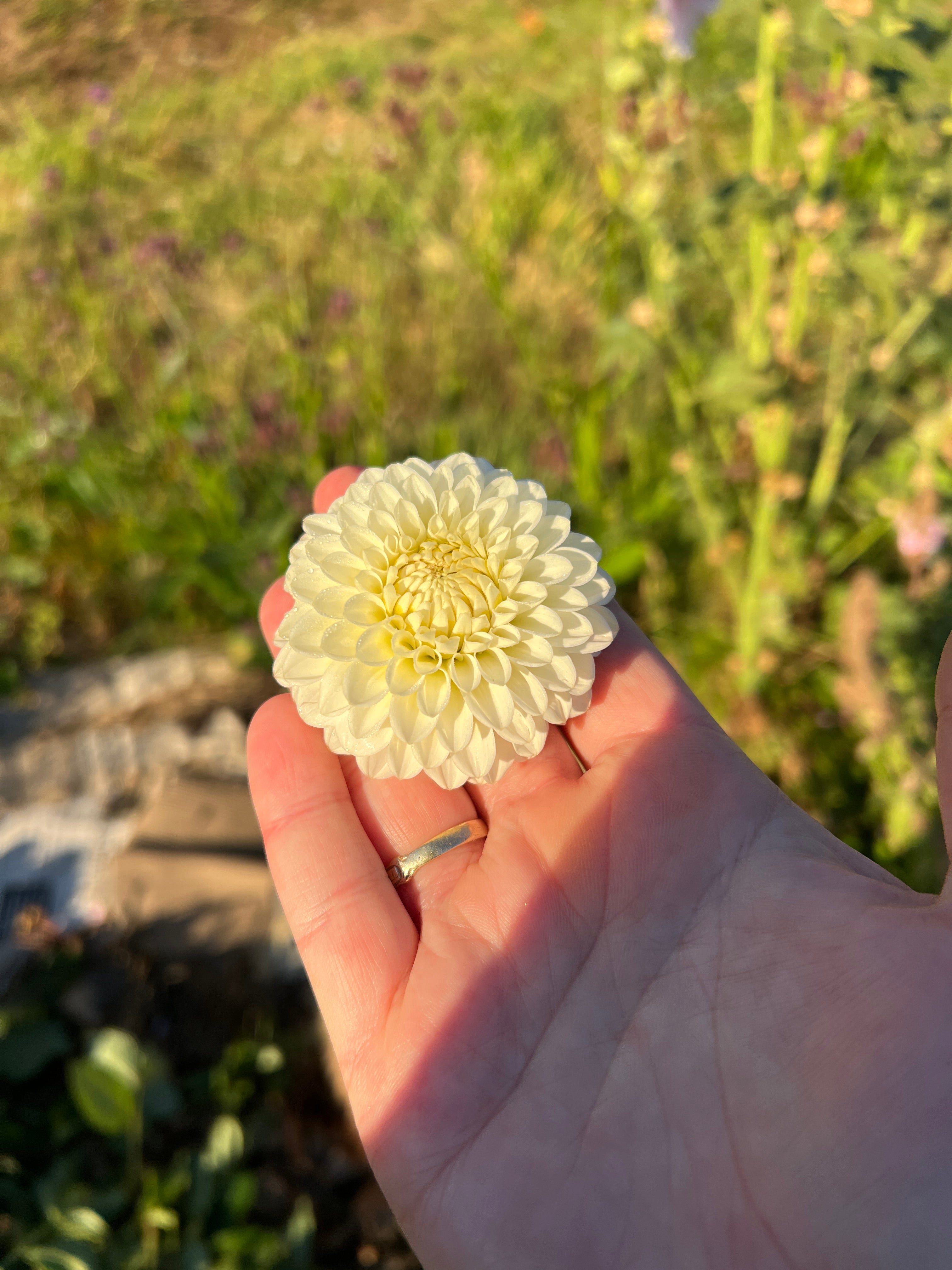 Dahlia Tuber - Petra's Wedding