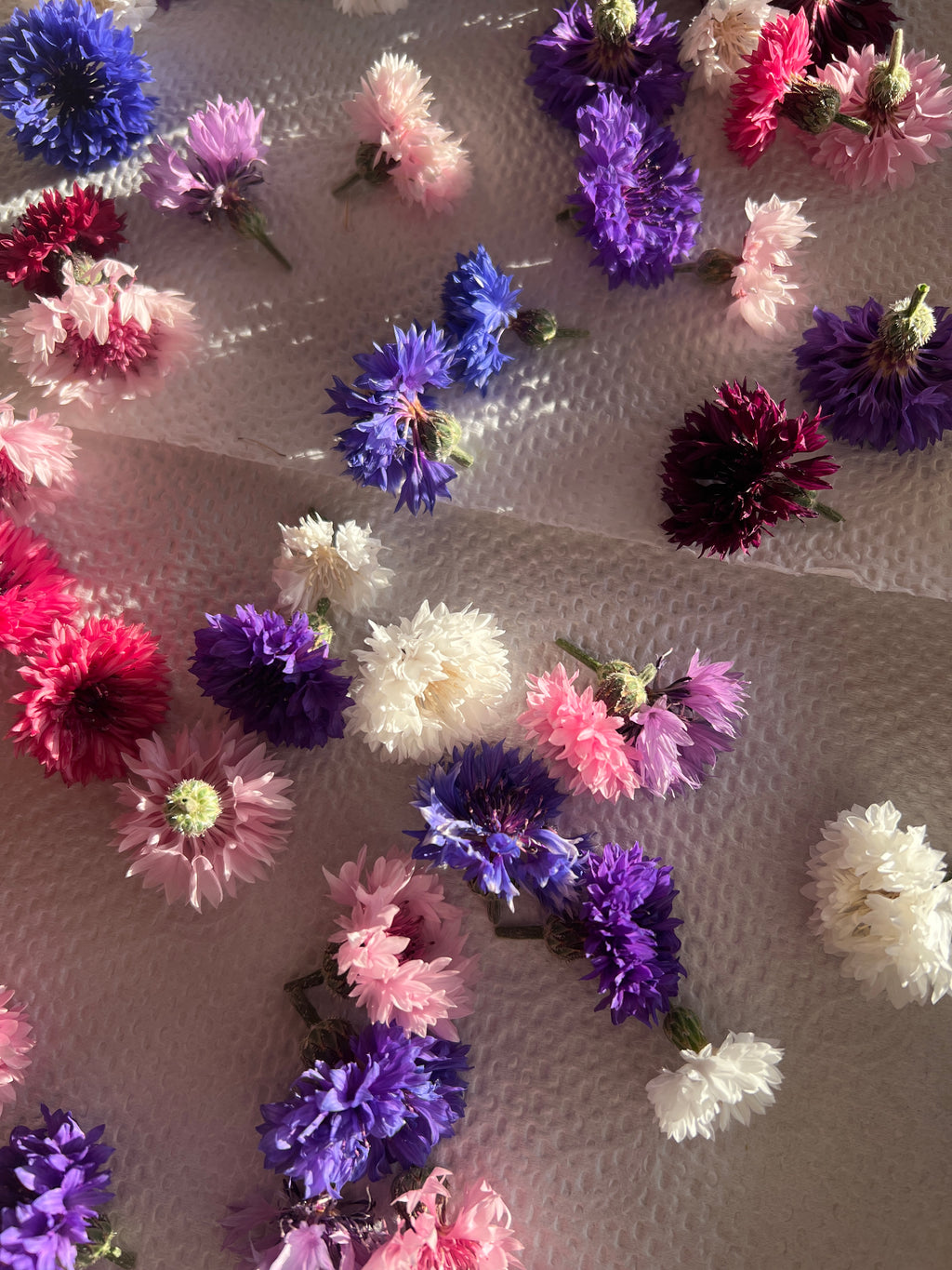 Cornflower seeds (mixed)