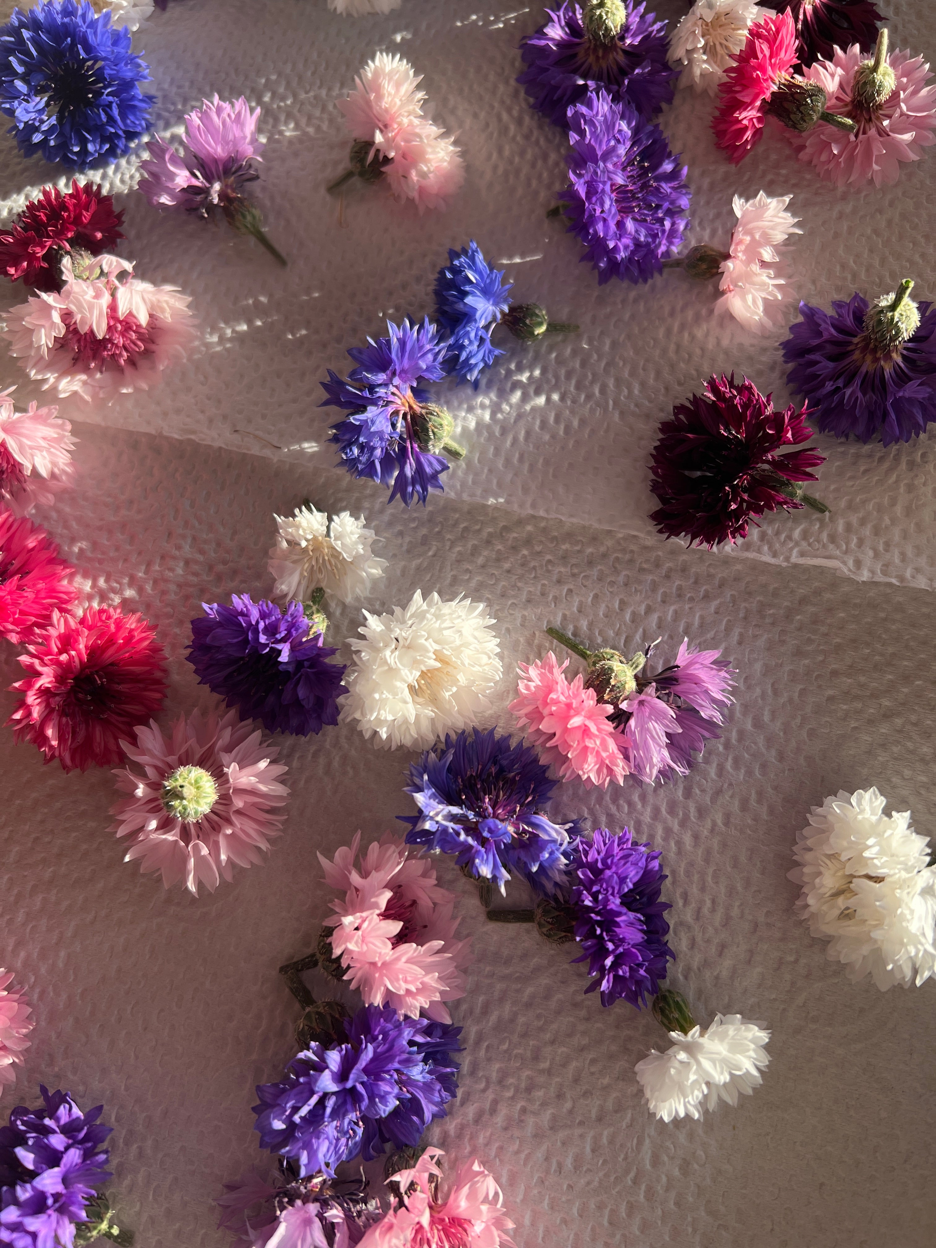 Cornflower seeds (mixed)