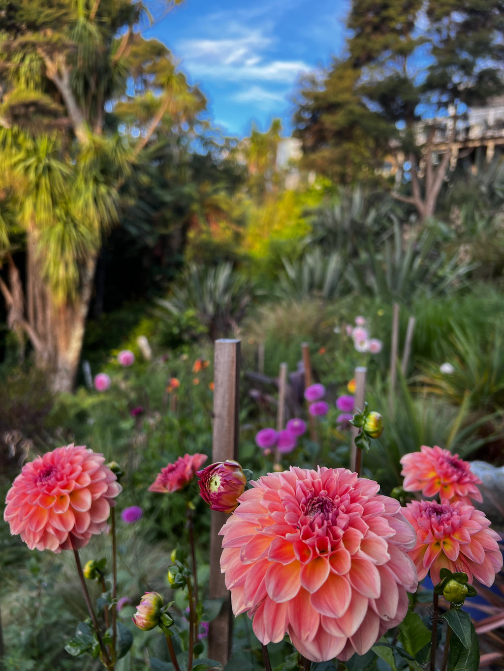 Dahlia Tuber - Sebastian