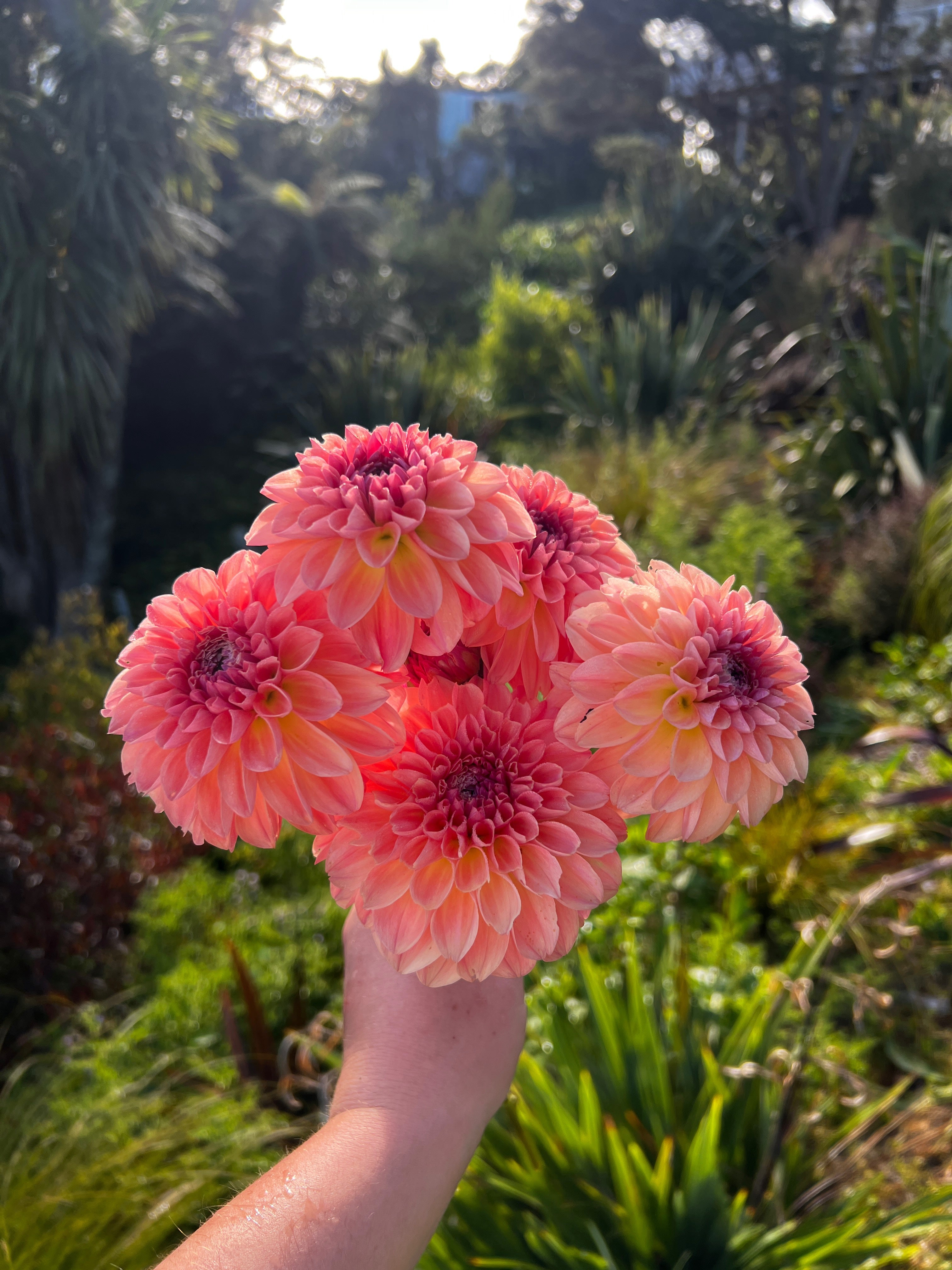 Dahlia Tuber - Sebastian