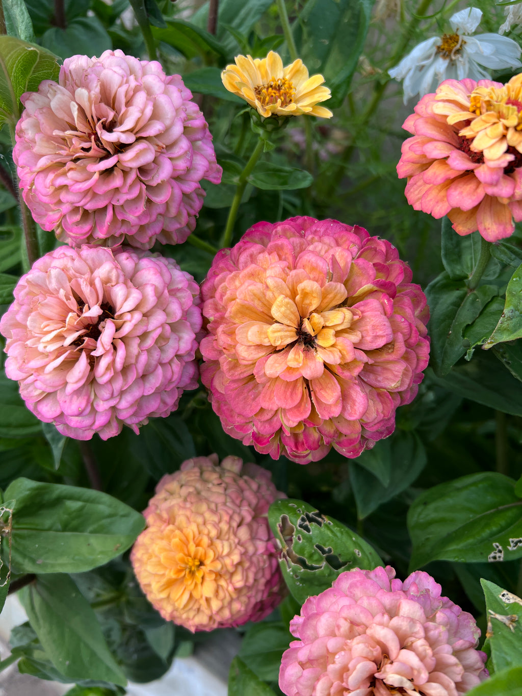 Zinnia Seeds