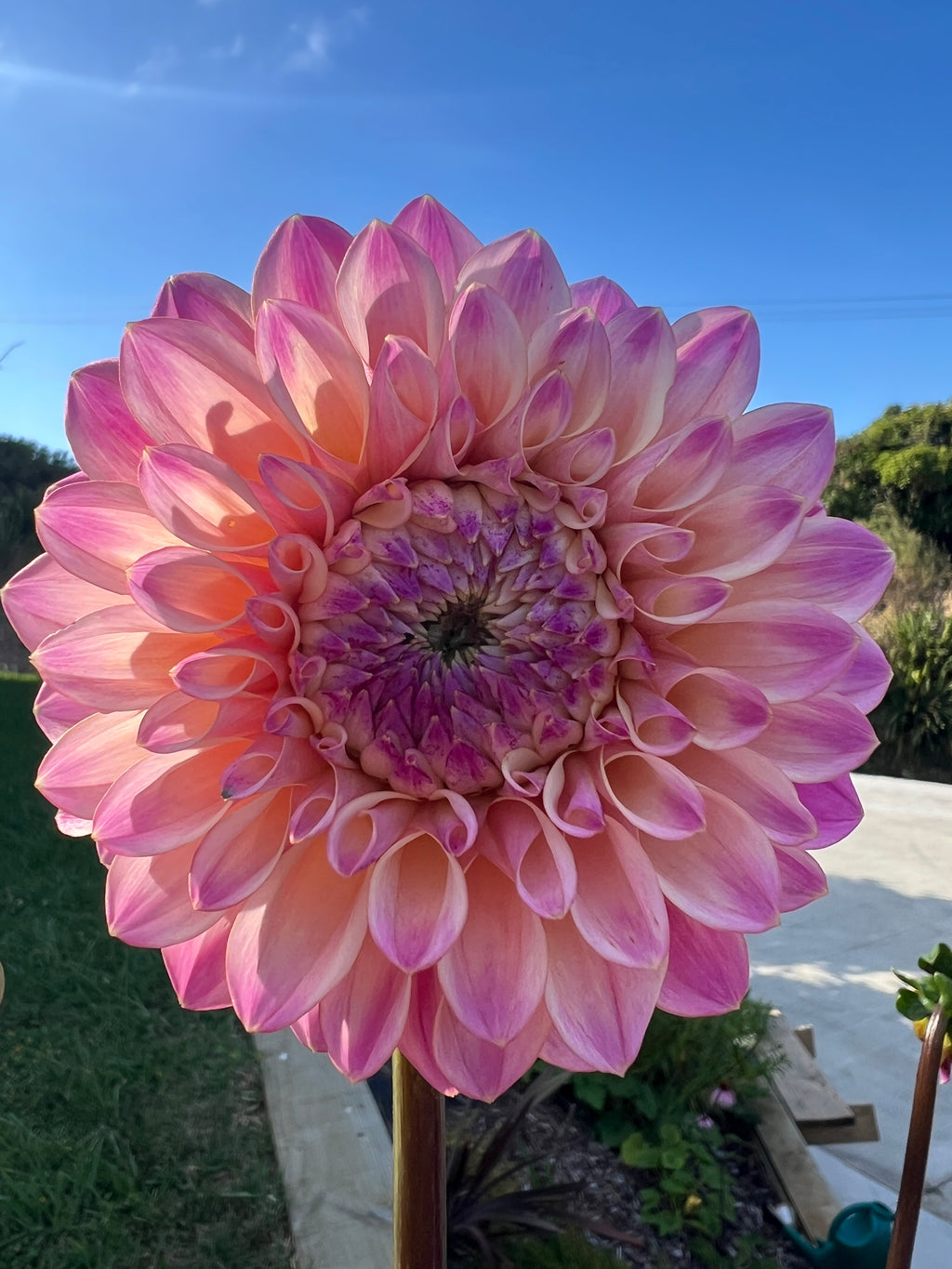 Dahlia Tuber - Coralie