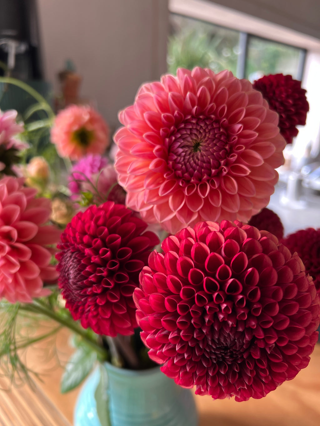 Dahlia Tuber - Linda's Baby