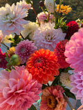Dahlia Tuber - Mystery 5 Pack (Flowerdaze)