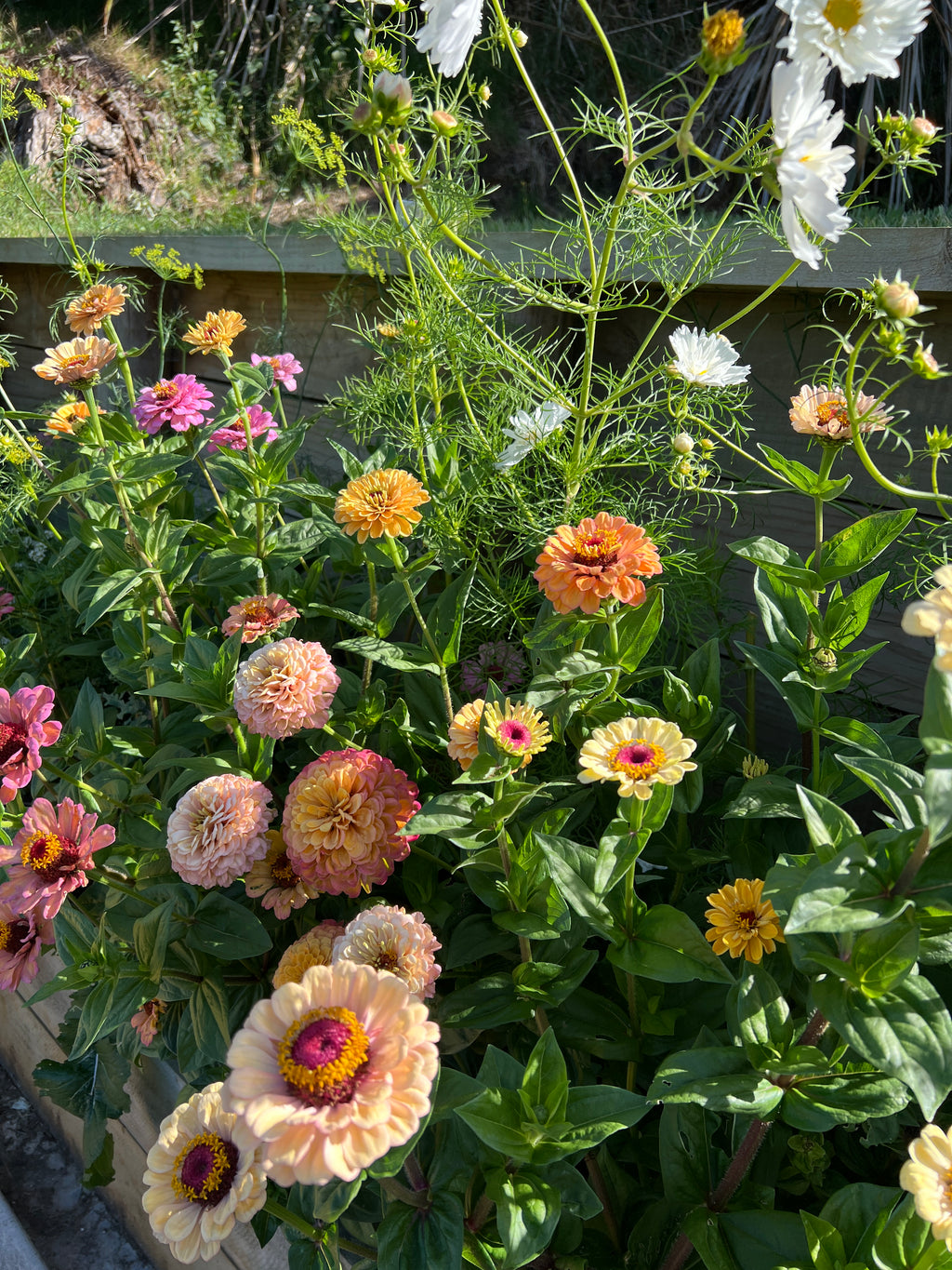 Zinnia Seeds