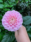 Dahlia Tuber - Wizard of OZ