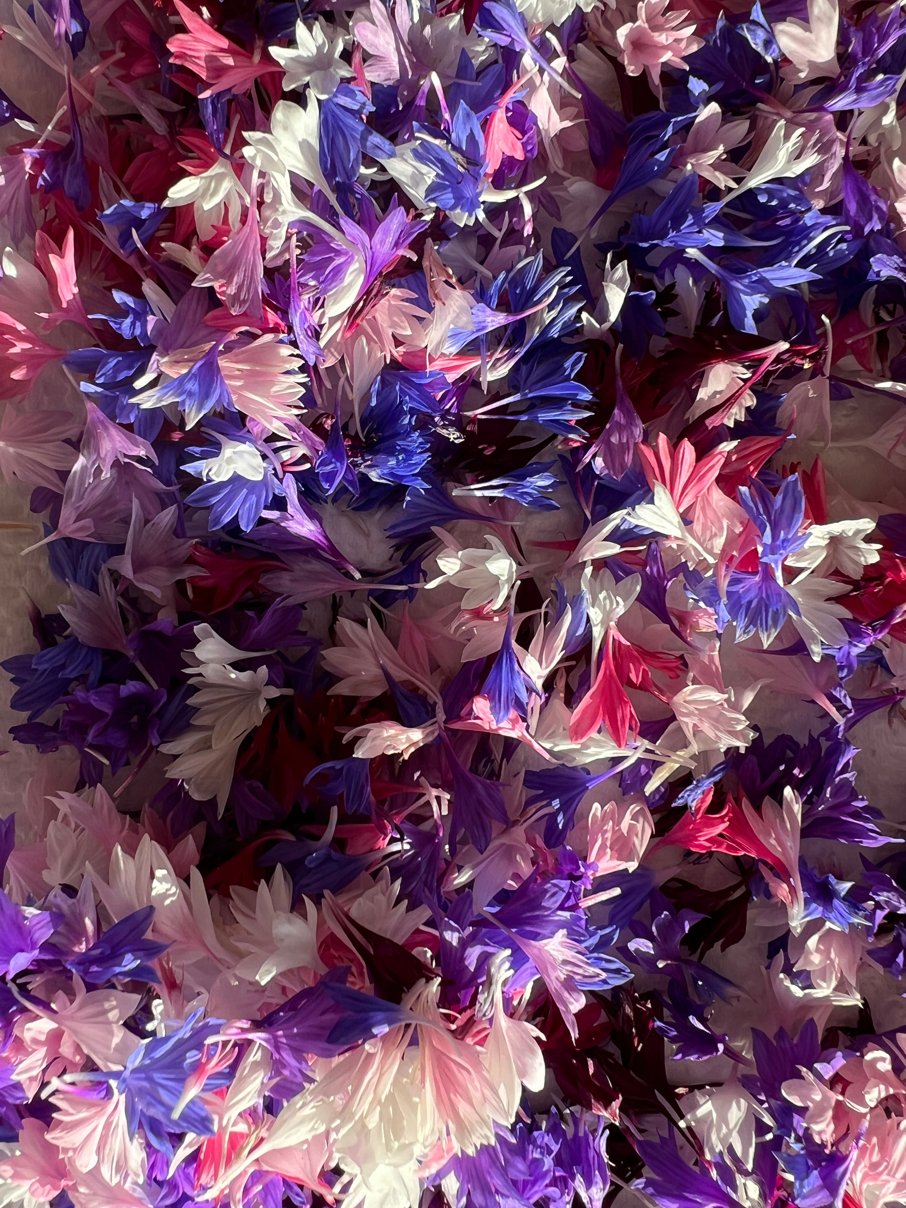 Cornflower seeds (mixed)