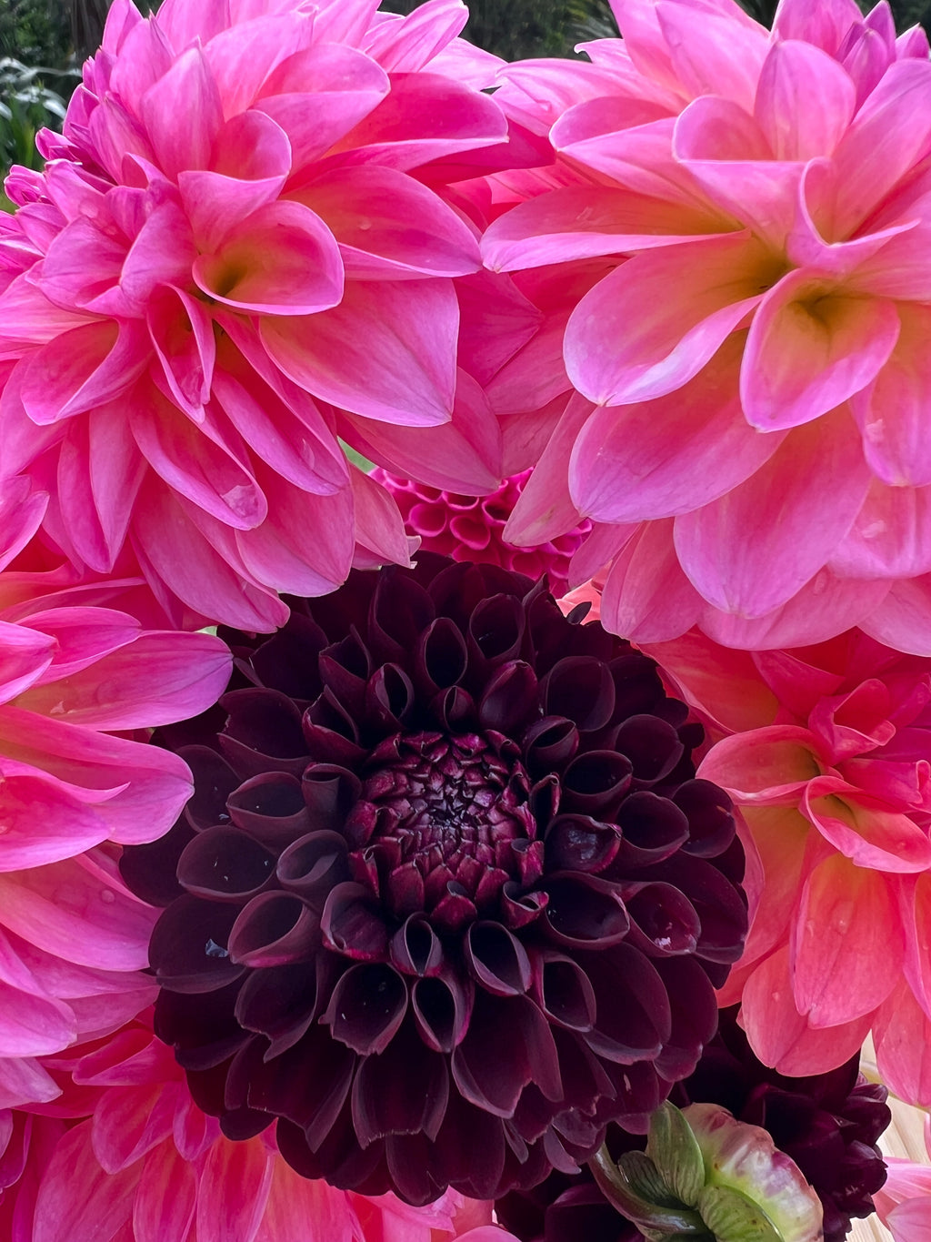 Dahlia Tuber - La Recoleta