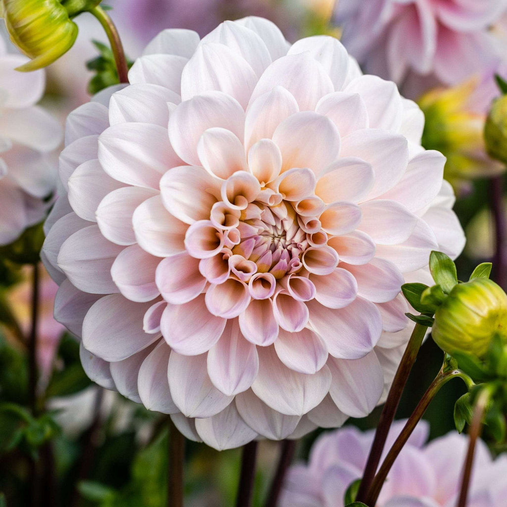 Dahlia Tuber - Sweet Nathalie