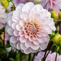 Dahlia Tuber - Sweet Nathalie