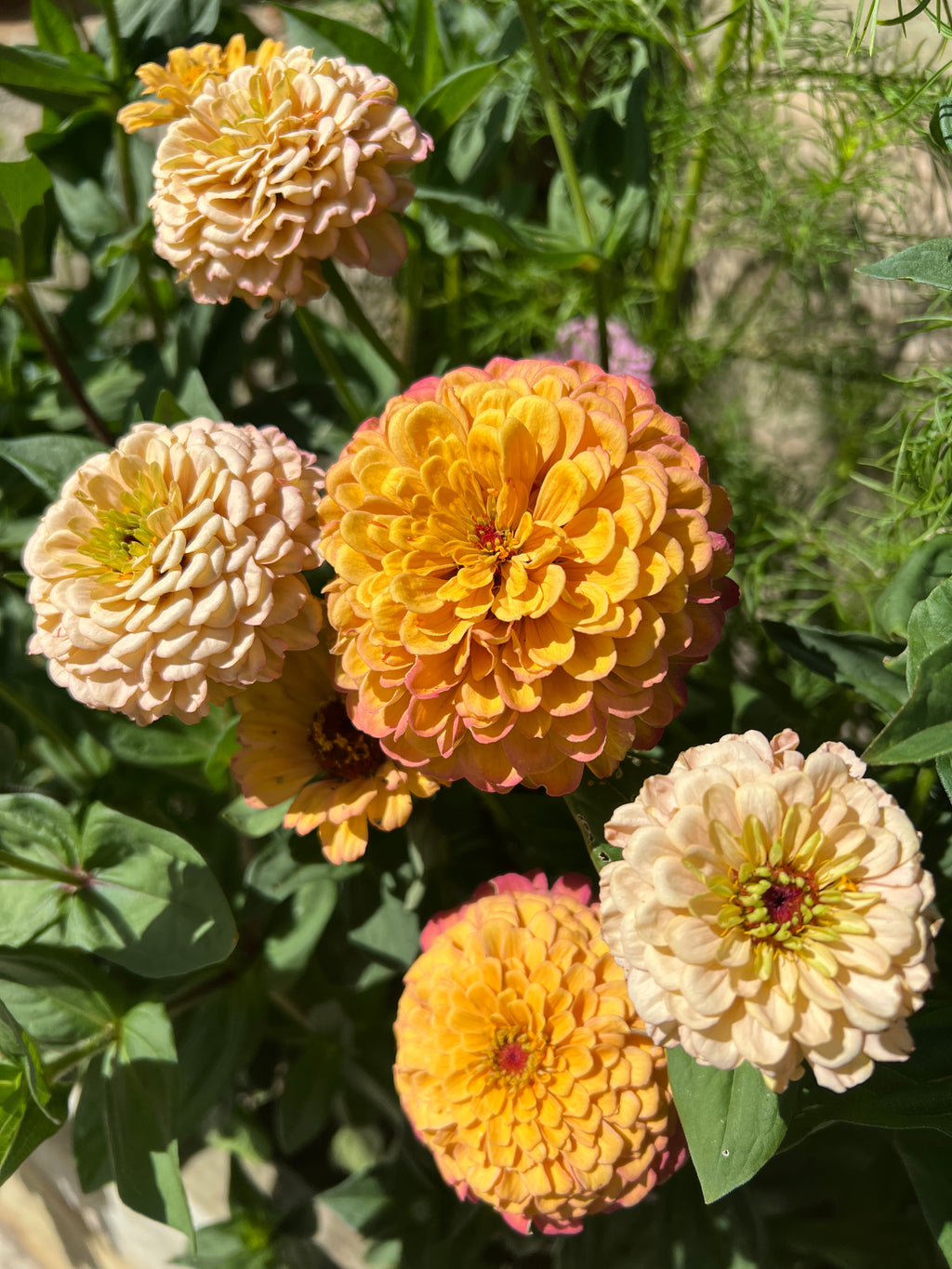 Zinnia Seeds