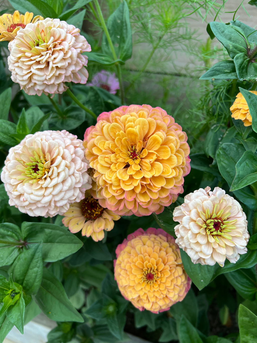 Zinnia Seeds