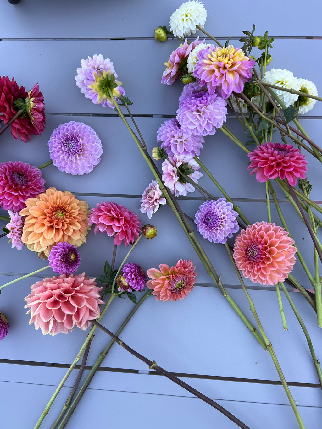 Dahlia Tuber - Mystery 5 Pack (Flowerdaze)