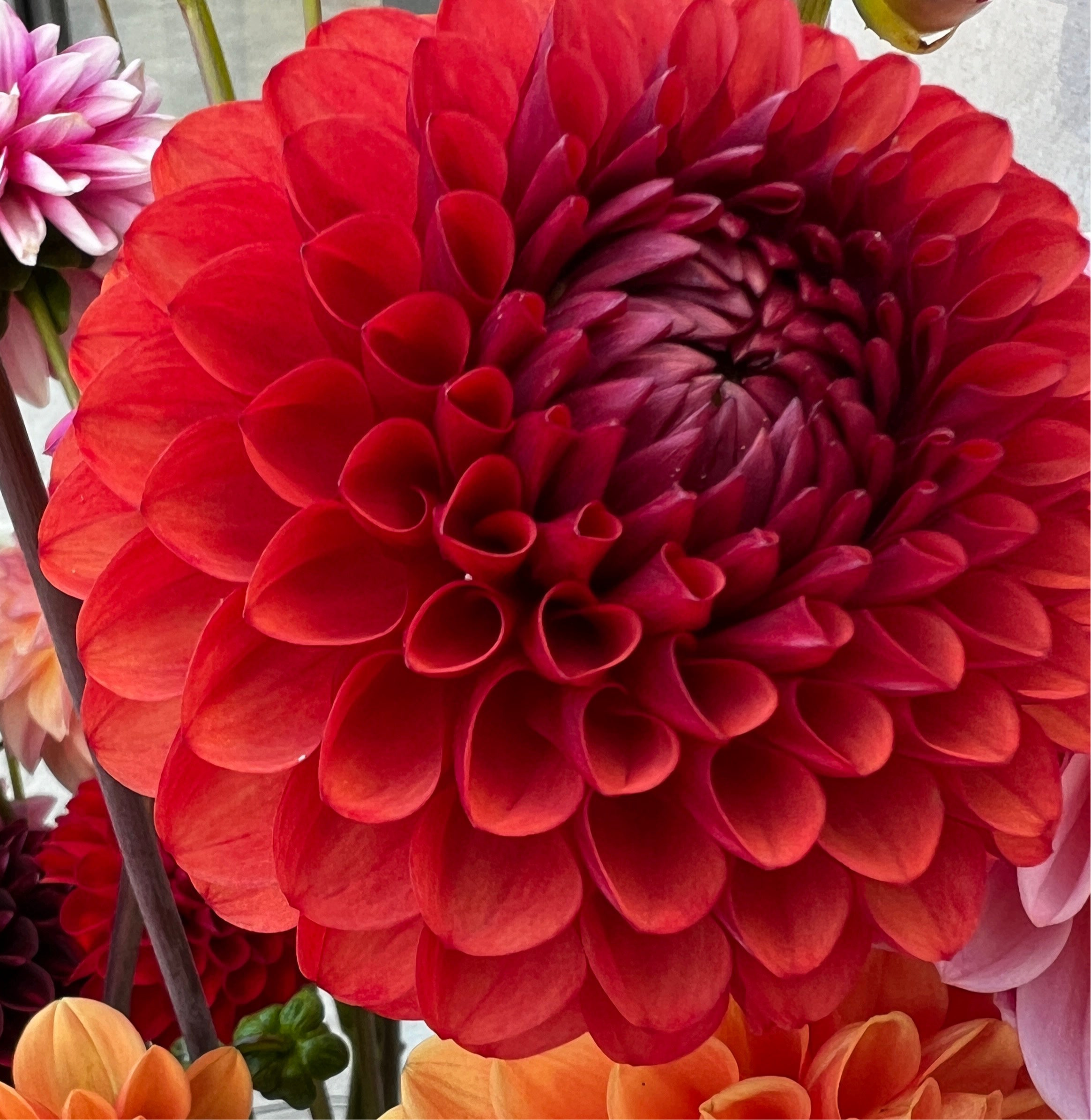 Dahlia Tuber - Brown Sugar