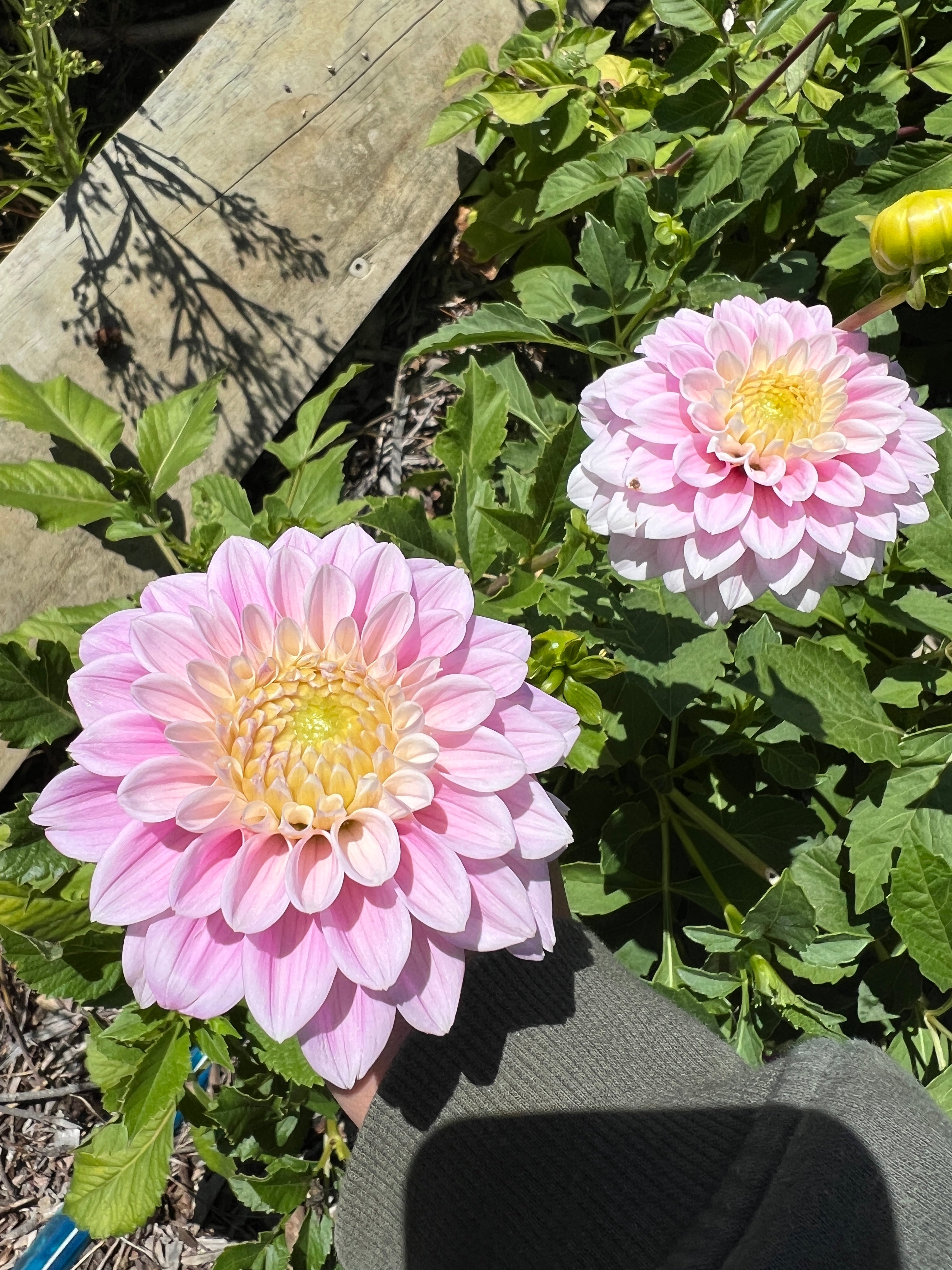 Dahlia Tuber - Sweet Lucille