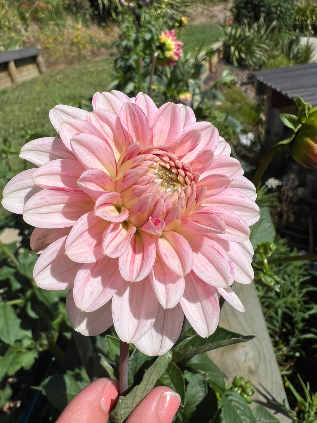 Dahlia Tuber - Strawberries & Cream