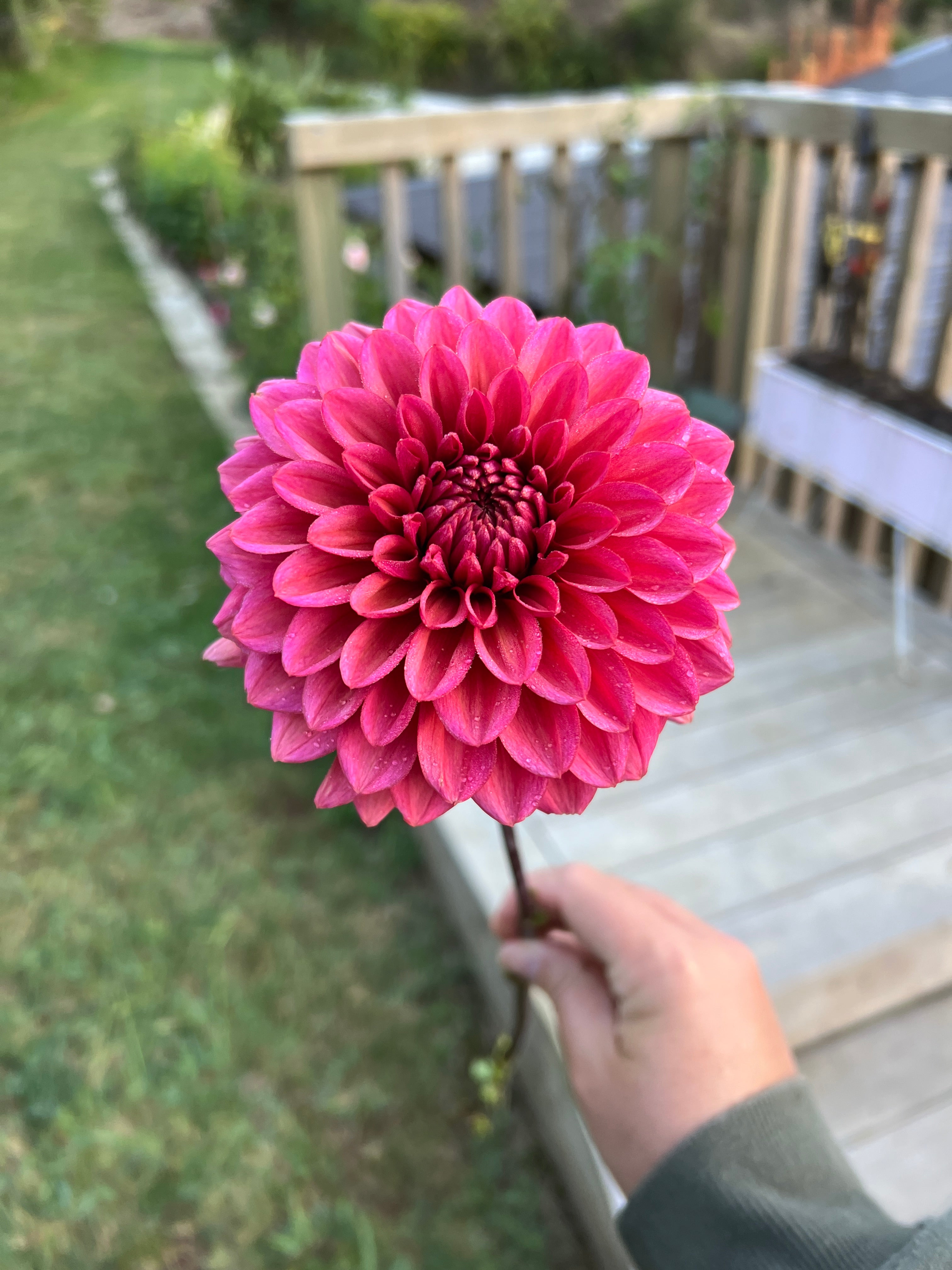 Dahlia Tuber - Salmon Runner