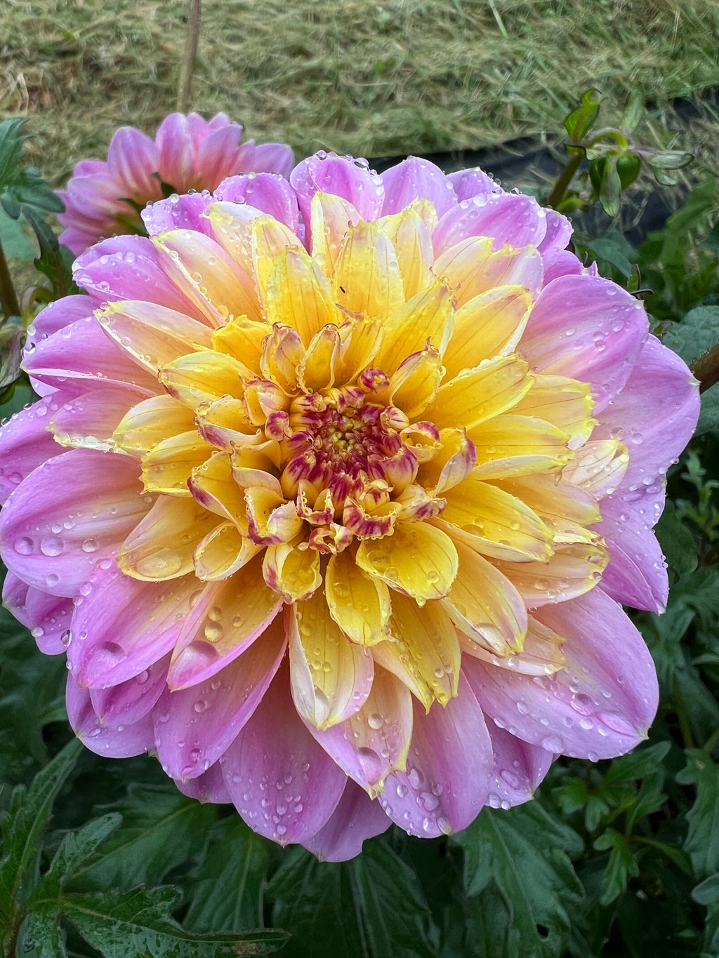Dahlia Tuber - Lifestyle