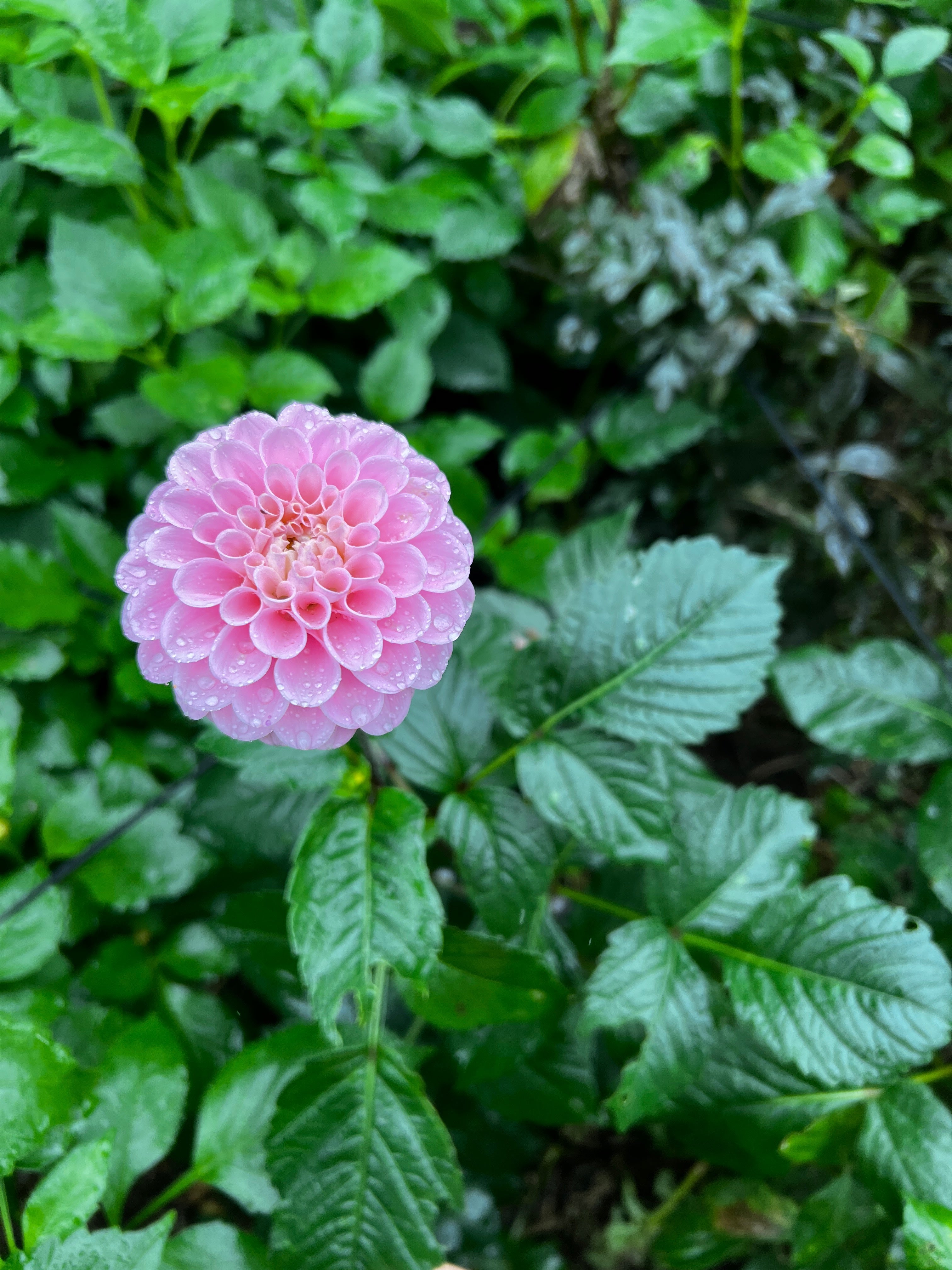 Dahlia Tuber - Wizard of OZ