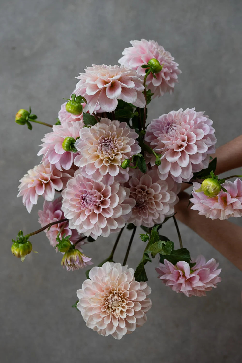 Dahlia Tuber - Sweet Nathalie