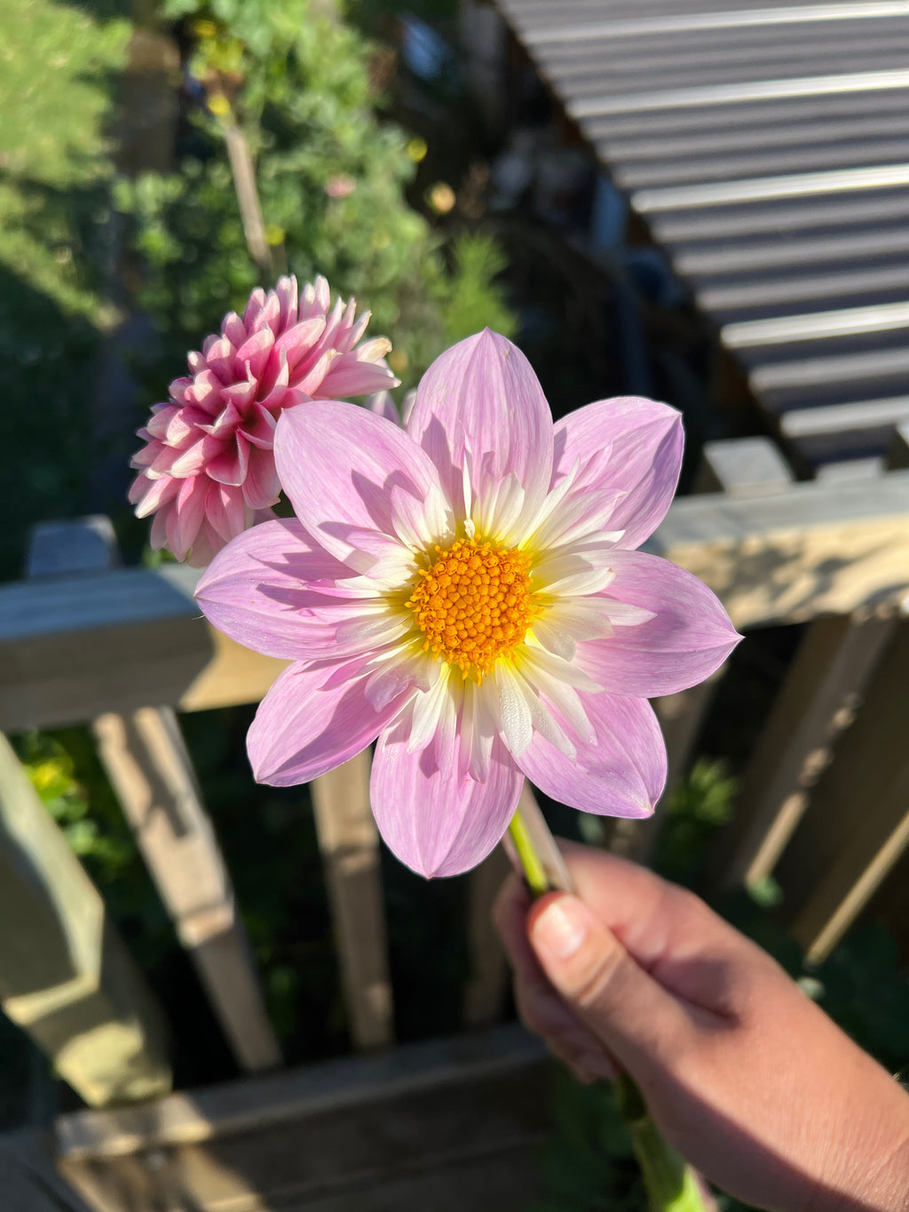 Dahlia Tuber - Teesbrooke Audrey