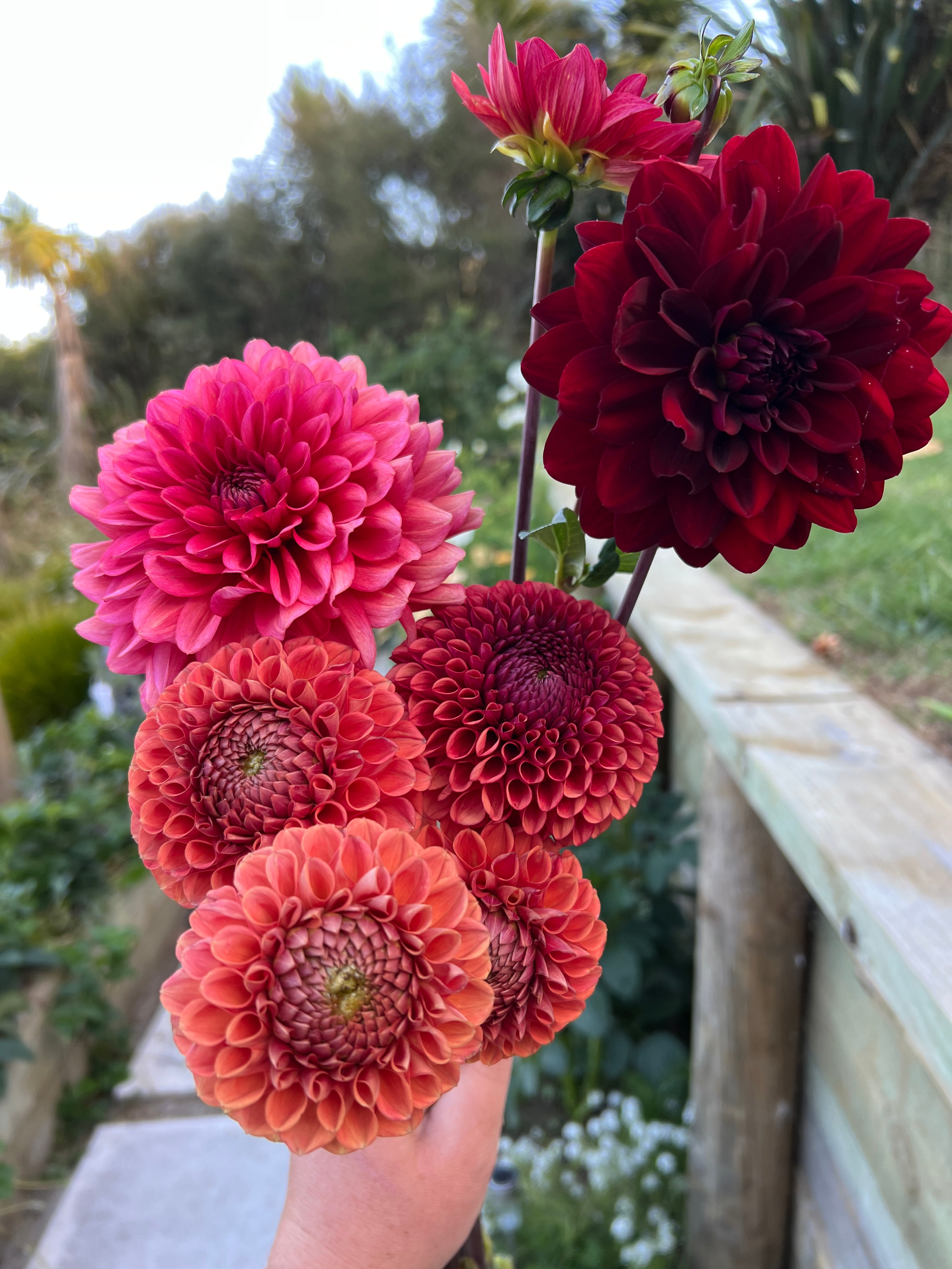 Dahlia Tuber - Cornel Bronze