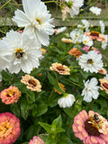 White cosmos seeds (doubles & cupcake)