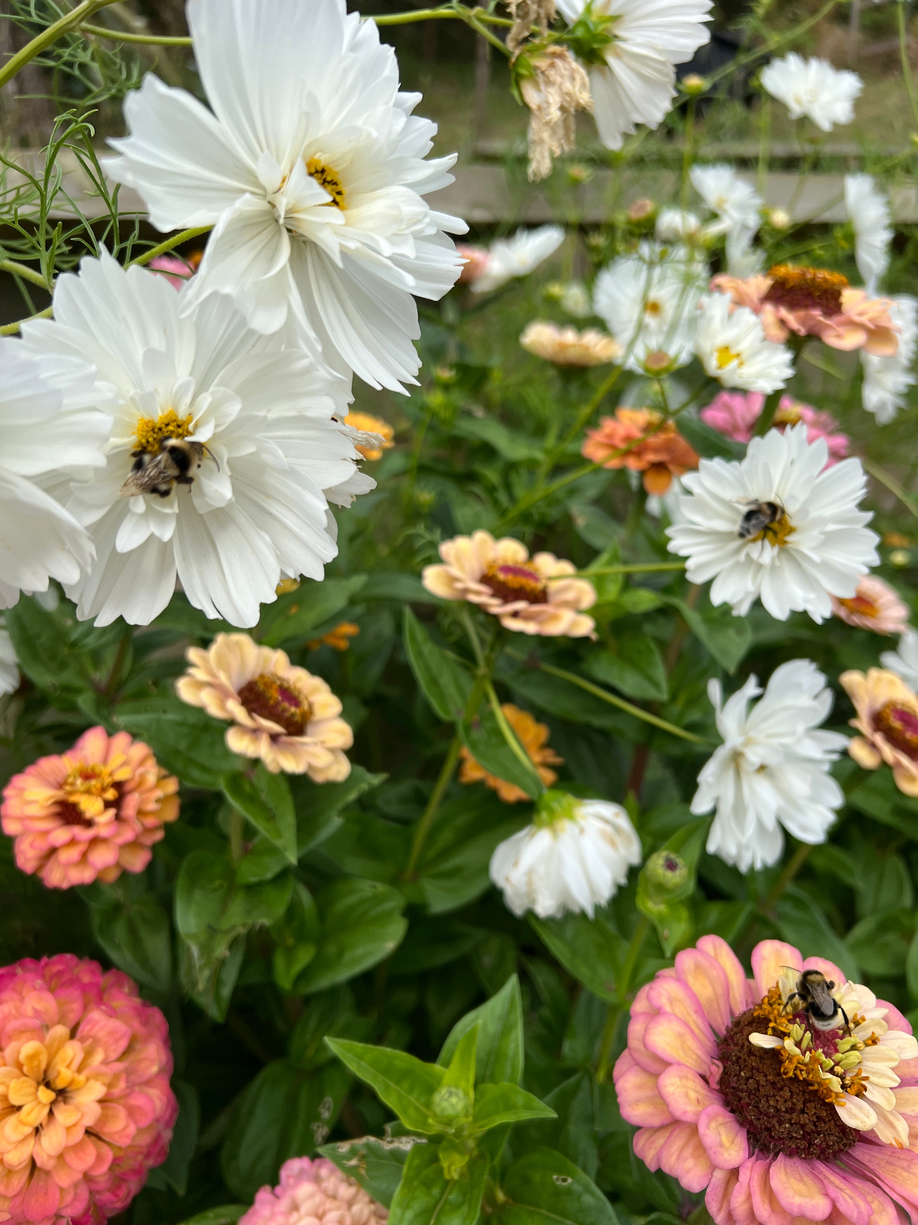 White cosmos seeds (doubles & cupcake)