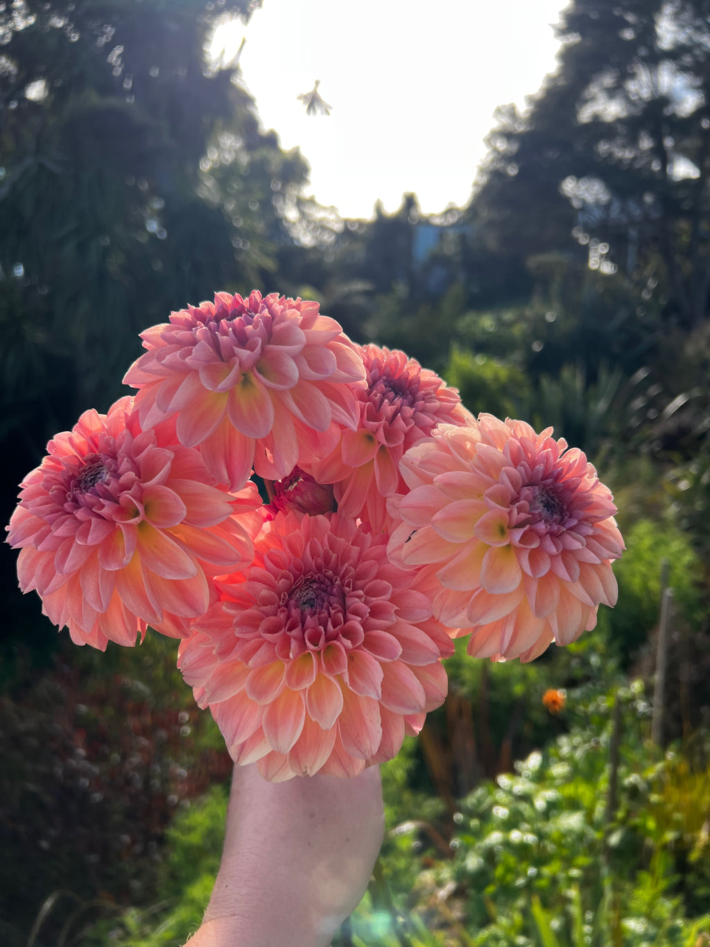 Dahlia Tuber - Sebastian