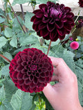 Dahlia Tuber - La Recoleta