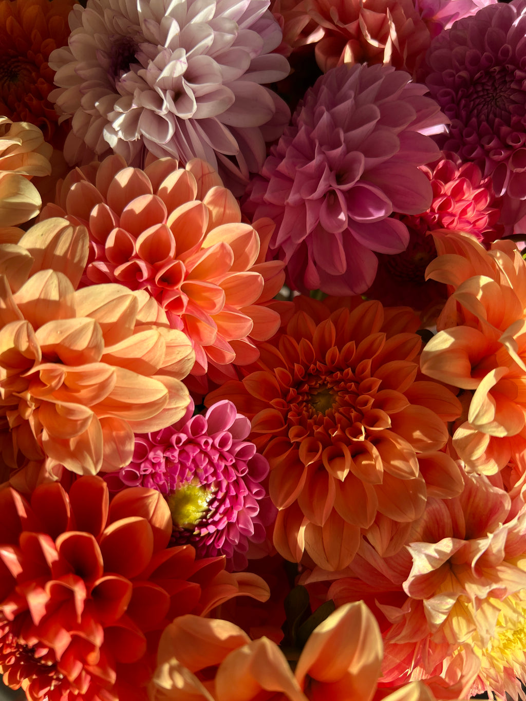 Dahlia Tuber - Mystery 5 Pack (Flowerdaze)