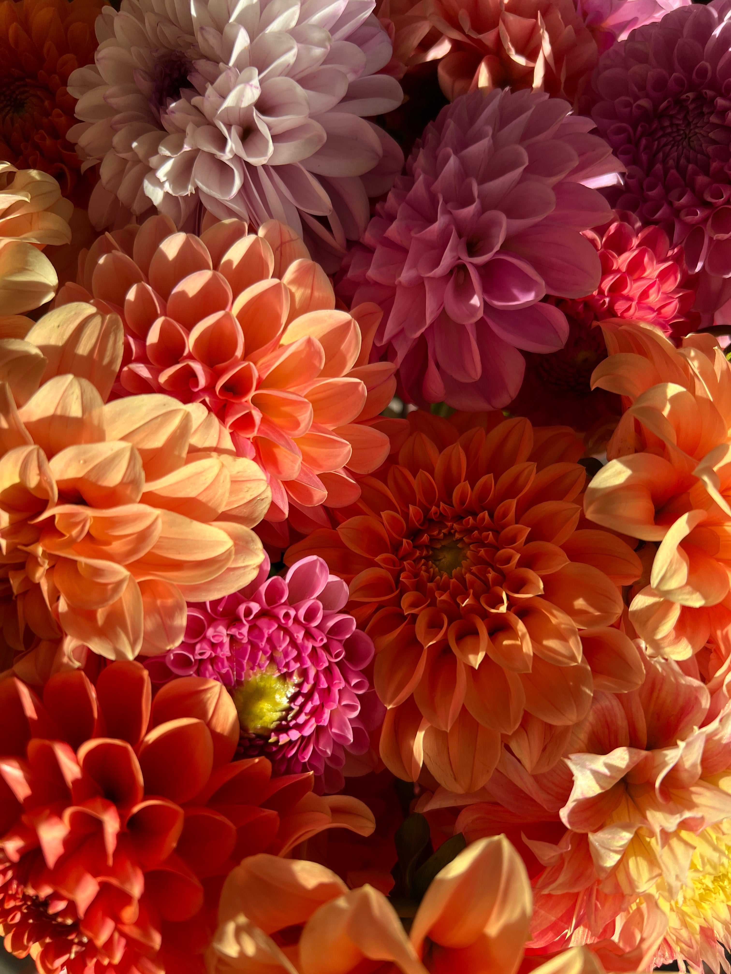 Dahlia Tuber - Mystery 5 Pack (Flowerdaze)