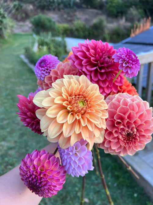 Dahlia Tuber - Bracken Palomino