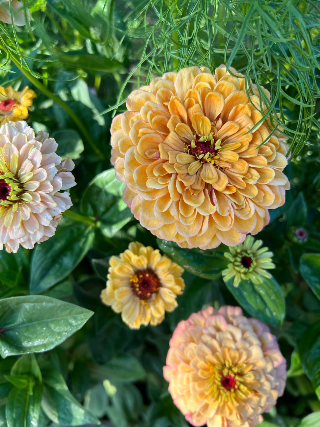 Zinnia Seeds
