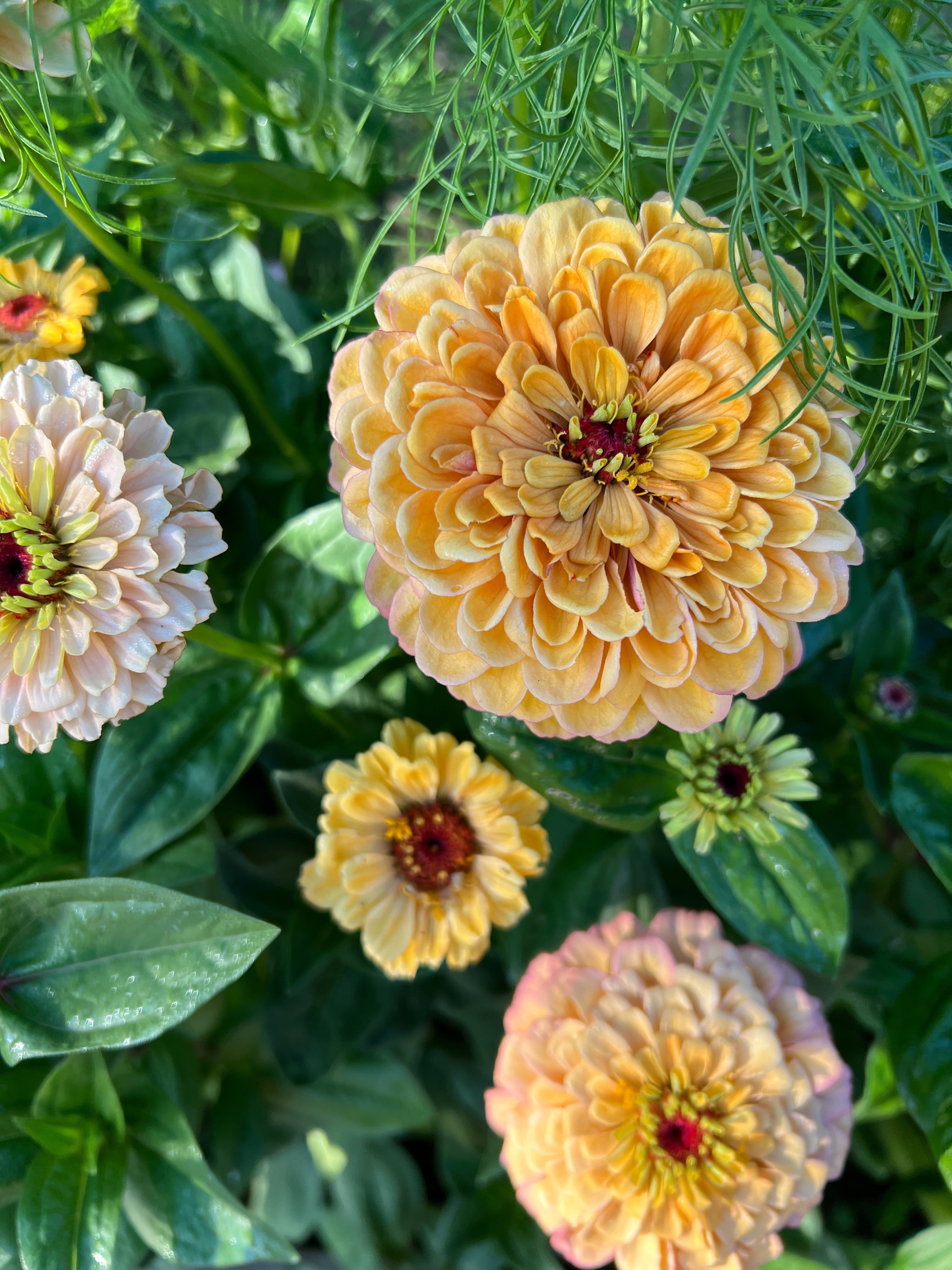 Zinnia Seeds