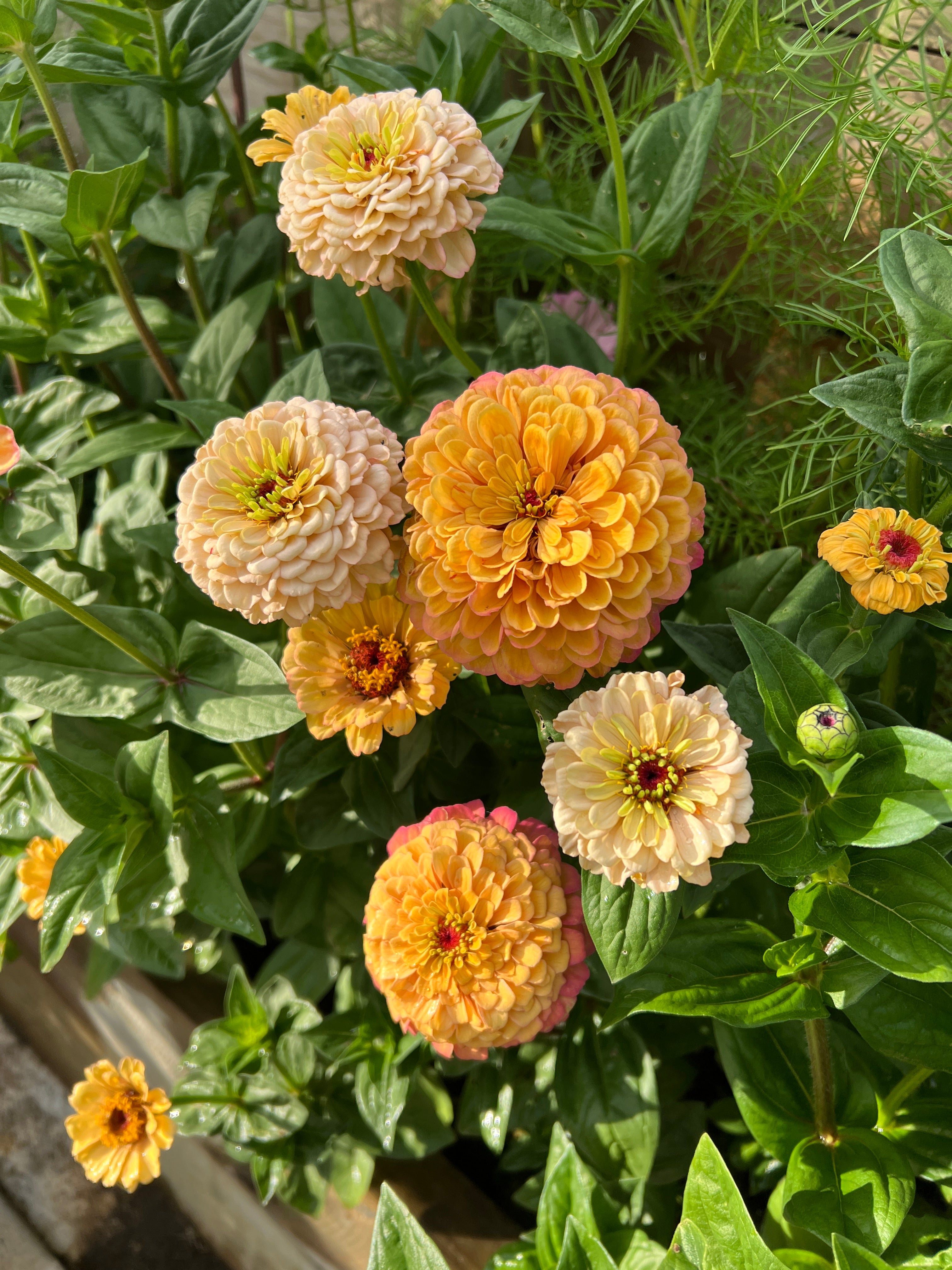 Zinnia Seeds