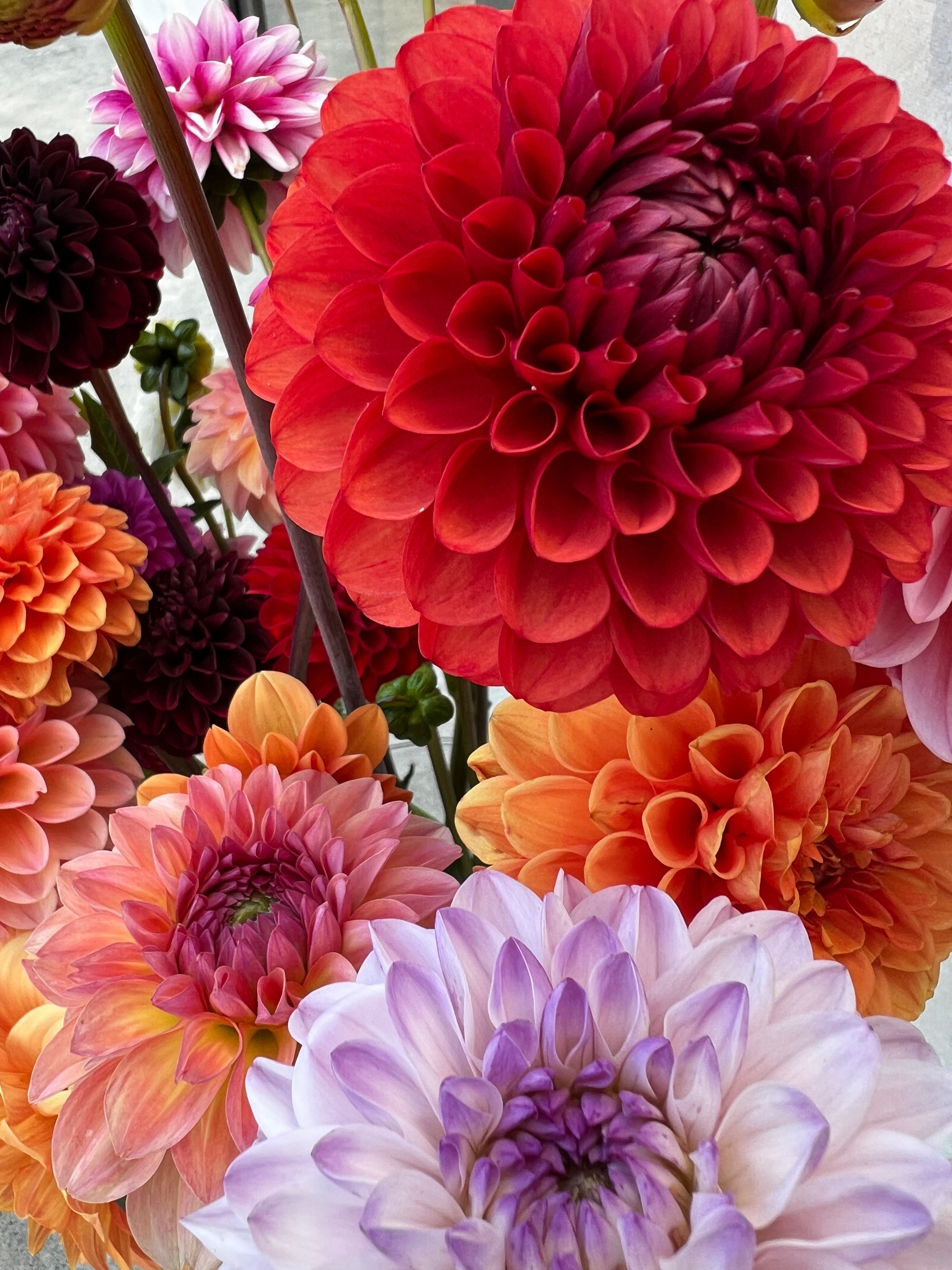 Dahlia Tuber - Brown Sugar