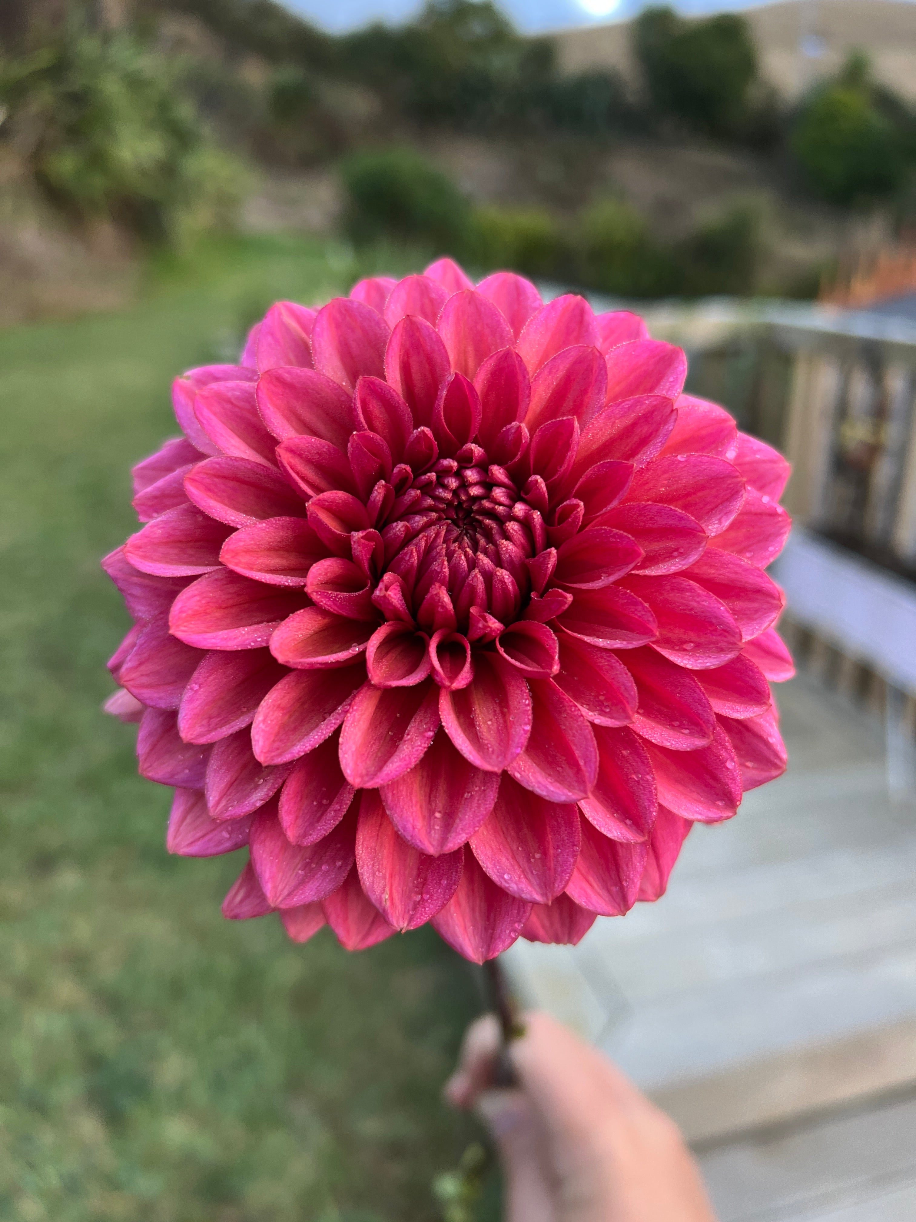 Dahlia Tuber - Salmon Runner