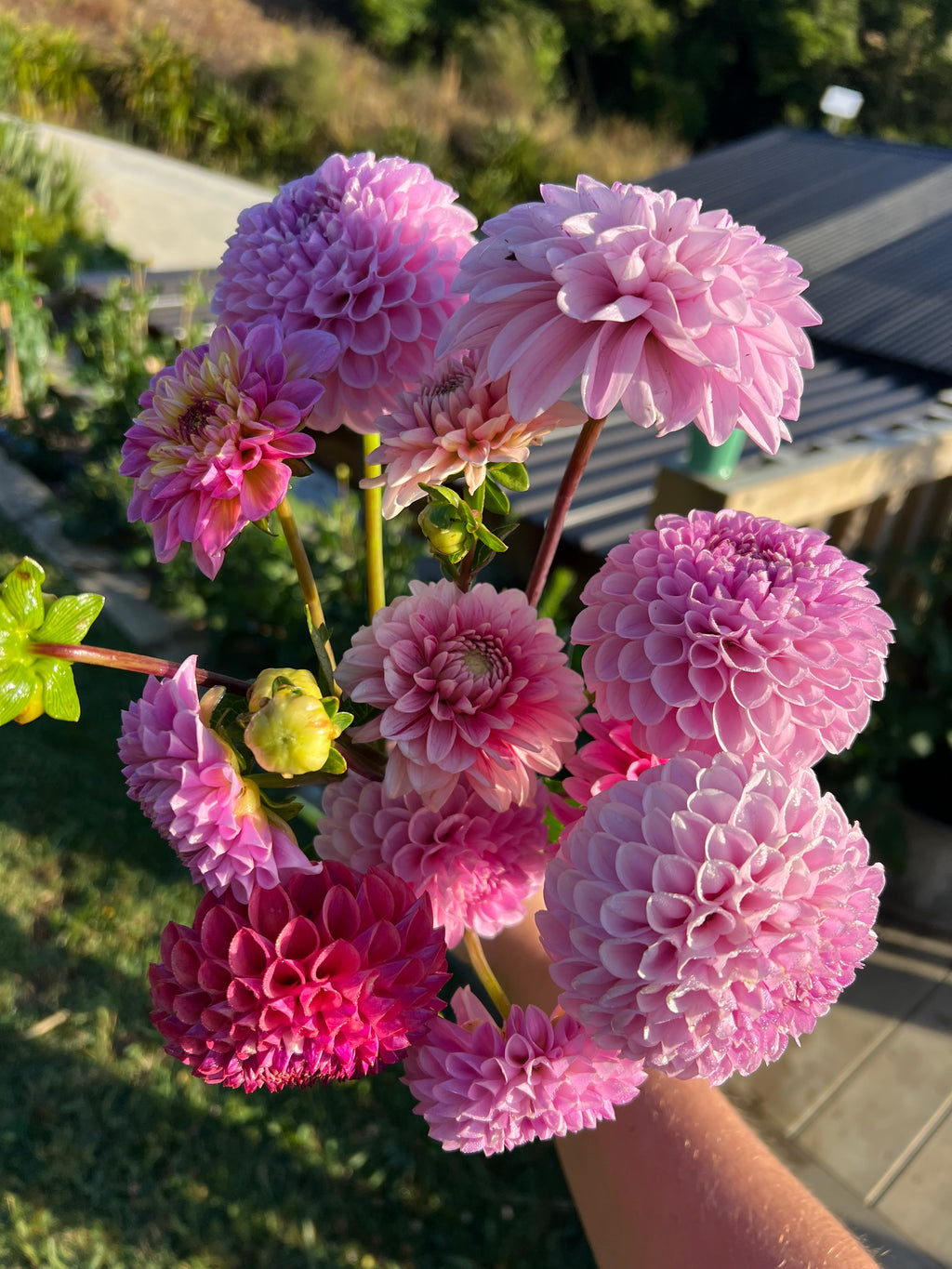 Dahlia Tuber - Megan Dean (Soph's favourite)
