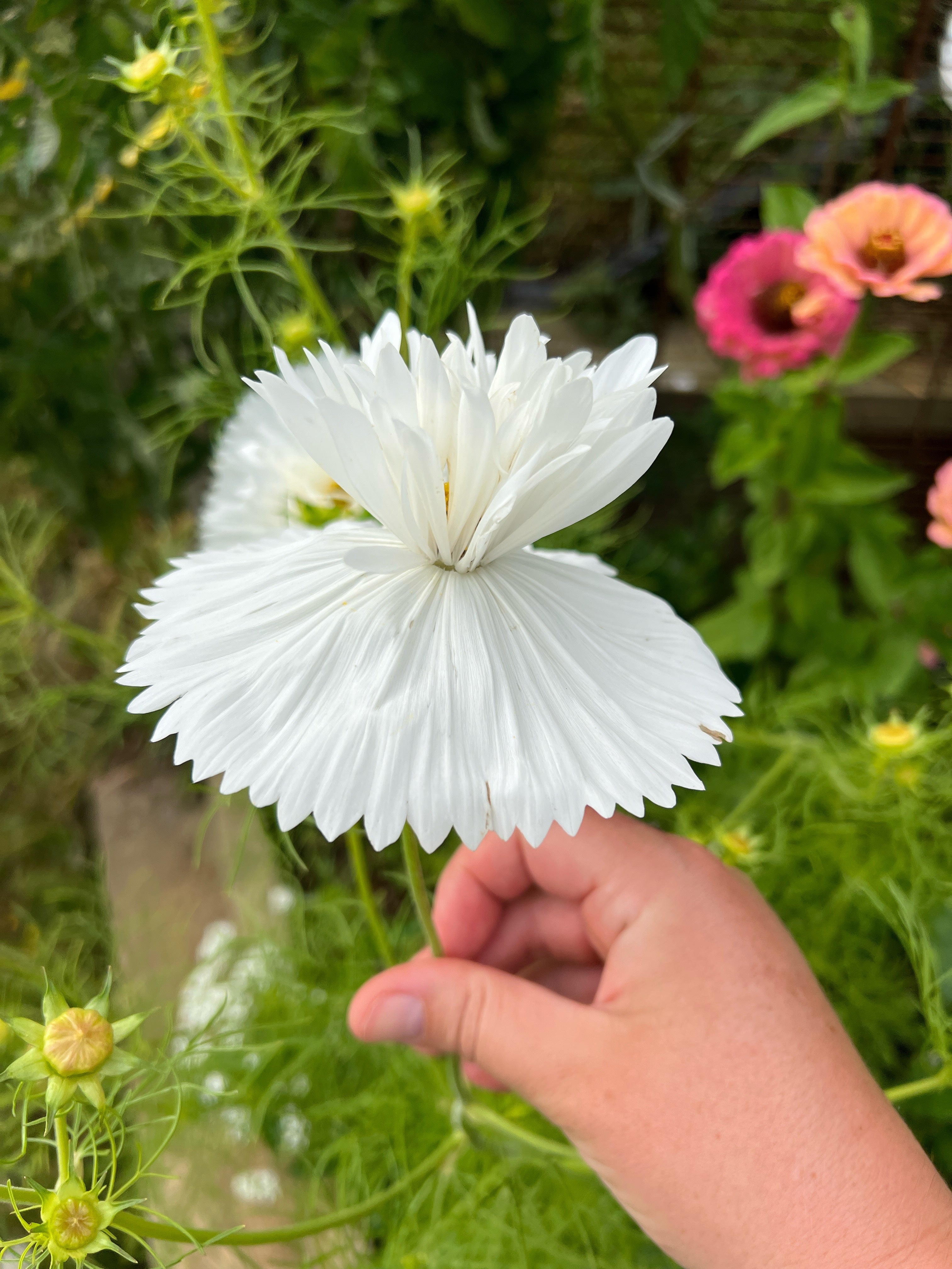 White cosmos seeds (doubles & cupcake)