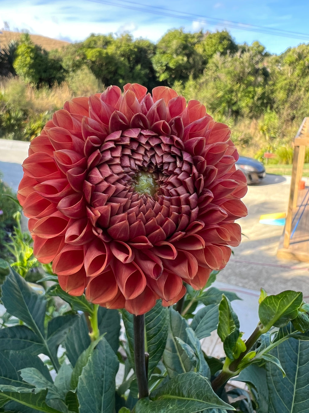 Dahlia Tuber - Cornel Bronze