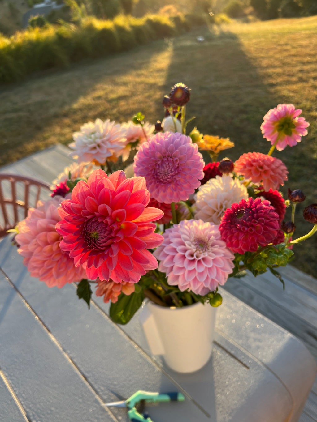 Dahlia Tuber - Mystery 5 Pack (Flowerdaze)
