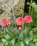 Dahlia Tuber - Sebastian