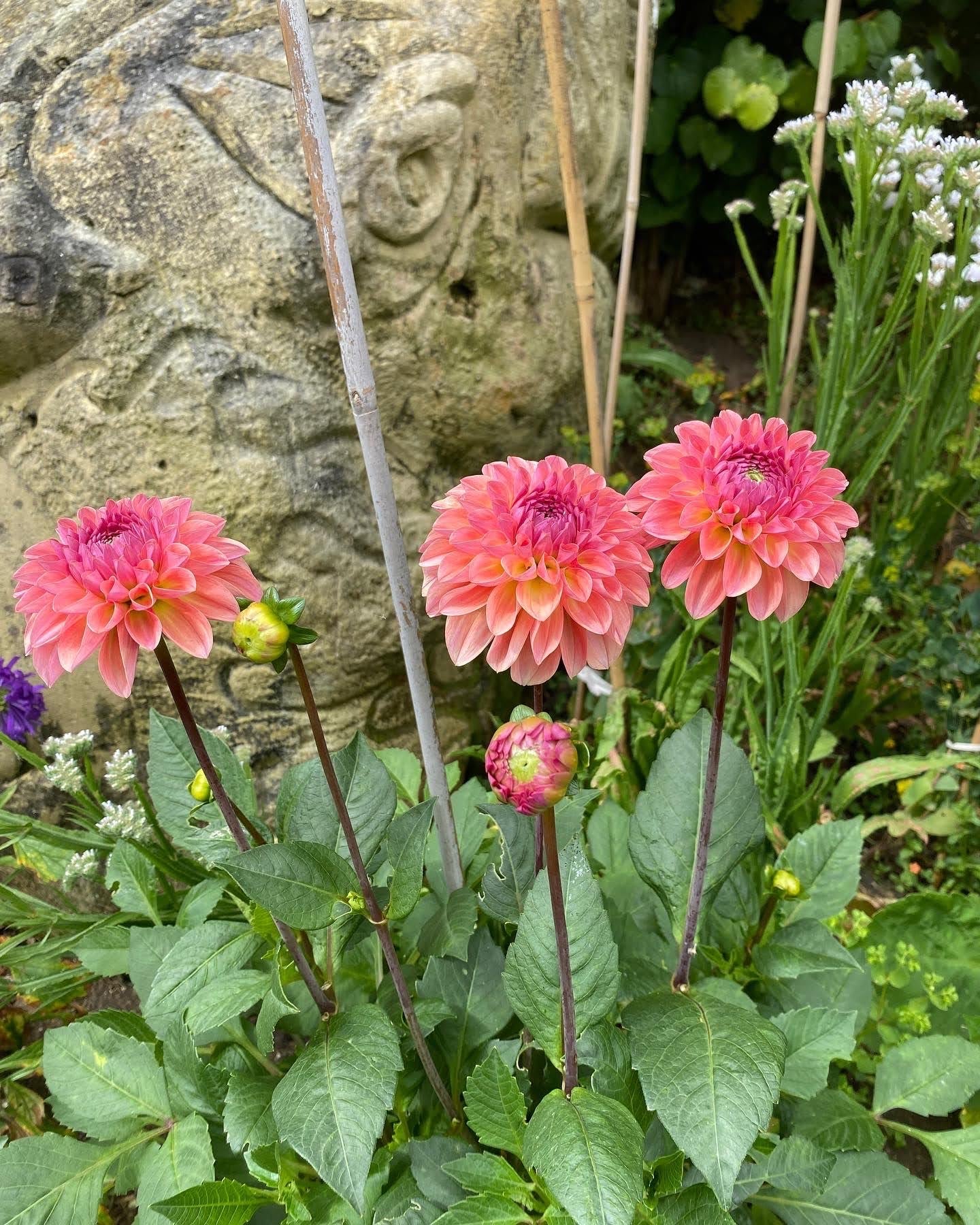 Dahlia Tuber - Sebastian