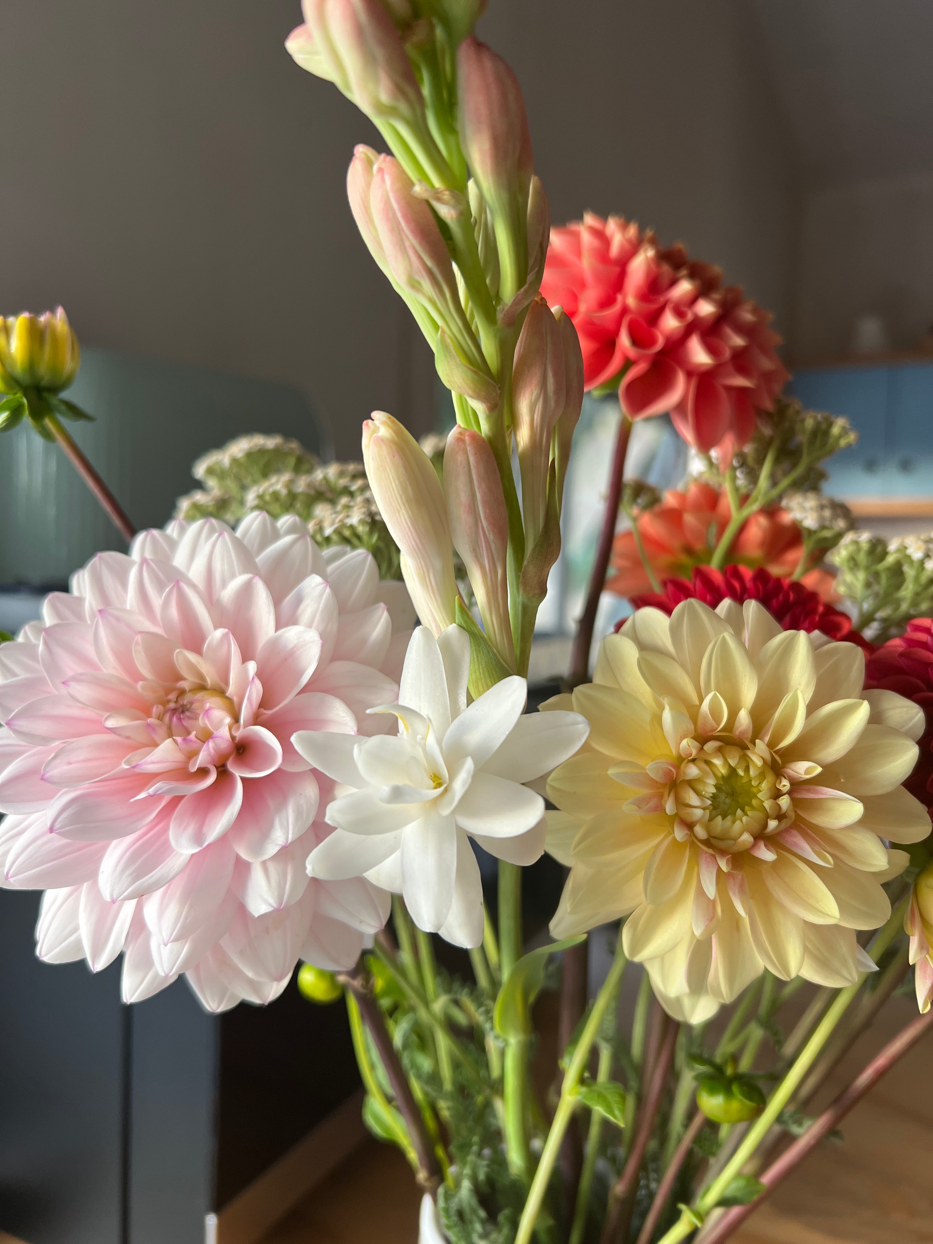 Dahlia Tuber - Silver Years